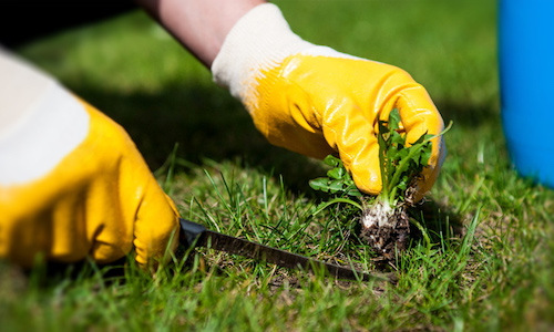 weed control Indianapolis