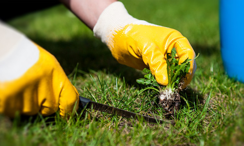 weed control Yakima