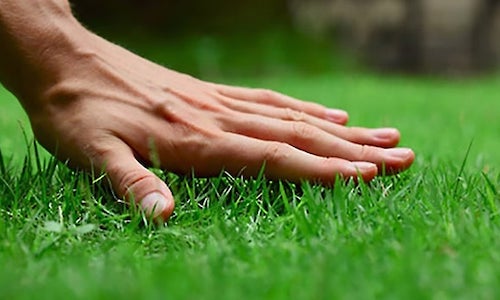 lawn maintenance Terms Of Service